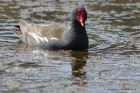 moorhen_290413b.jpg