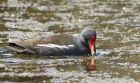 moorhen_290413d.jpg