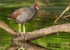 moorhen_290809a.jpg