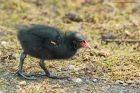 moorhen_MMWWT_090920c.jpg