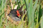 moorhen_mmWWT_190421a.jpg