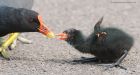 moorhen_mmWWT_300419aa.jpg