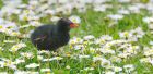 moorhen_mmWWT_300419b.jpg