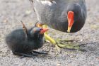 moorhen_mmWWT_300419e.jpg