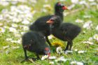 moorhen_mmWWT_300419g.jpg