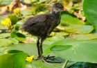 moorhen_msw_250718a.jpg