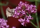 Filename=moth_020709c.jpg
Filesize=187KB
Dimensions=800x571
Date added=Jul 03, 2009 moth_020709c.jpg