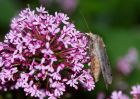 Filename=moth_020709i.jpg
Filesize=164KB
Dimensions=800x571
Date added=Jul 03, 2009 moth_020709i.jpg