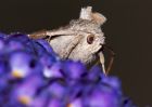 moth_060809a.jpg