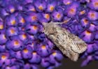 moth_060809b.jpg