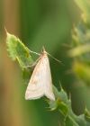 moth_060809c.jpg