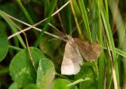 Filename=moth_080809a.jpg
Filesize=204KB
Dimensions=800x571
Date added=Aug 12, 2009 moth_080809a.jpg