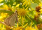 moth_080809e.jpg