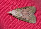 moth_090909e.jpg