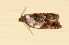 Filename=moth_100909a.jpg
Filesize=134KB
Dimensions=800x527
Date added=Sep 14, 2009 moth_100909a.jpg