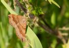 moth_110709b.jpg