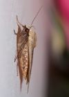 Filename=moth_120909b.jpg
Filesize=210KB
Dimensions=643x900
Date added=Sep 14, 2009 moth_120909b.jpg