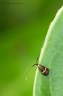 Filename=moth_140613a.jpg
Filesize=271KB
Dimensions=733x1100
Date added=Sep 15, 2013 moth_140613a.jpg