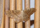 moth_140708a.jpg