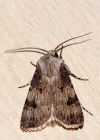 Filename=moth_180809a.jpg
Filesize=214KB
Dimensions=643x900
Date added=Aug 23, 2009 moth_180809a.jpg
