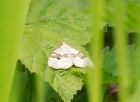 moth_230508a.jpg