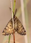 moth_250409d.jpg