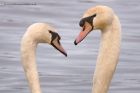 Filename=muteSwan_130113i.jpg
Filesize=185KB
Dimensions=1000x667
Date added=Jan 19, 2013 muteSwan_130113i.jpg