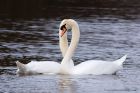 muteSwans_060311c.jpg