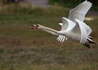 muteSwans_310809a.jpg