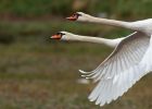 muteSwans_310809b.jpg