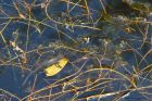 Filename=newt_HB_010618a.jpg
Filesize=638KB
Dimensions=1200x800
Date added=Mar 09, 2021 newt_HB_010618a.jpg