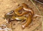 newts_110709a.jpg