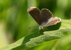 northernBrownArgus_110709b.jpg