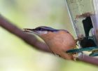 nuthatch_061008c.jpg