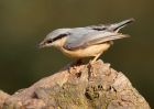 nuthatch_100410a.jpg