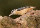 nuthatch_100410b.jpg