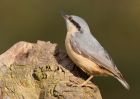 nuthatch_100410e.jpg