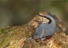 nuthatch_111210b.jpg