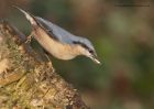 nuthatch_111210d.jpg