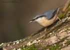 nuthatch_111210e.jpg