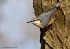 nuthatch_111210g.jpg