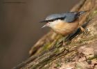 nuthatch_111210h.jpg