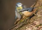 nuthatch_111210i.jpg