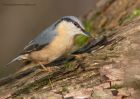 nuthatch_111210j.jpg