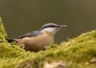 nuthatch_130310c.jpg