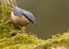 nuthatch_130310d.jpg