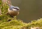 nuthatch_130310e.jpg