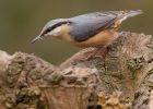 nuthatch_130310f.jpg