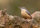 nuthatch_130310h.jpg