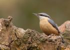 nuthatch_130310j.jpg